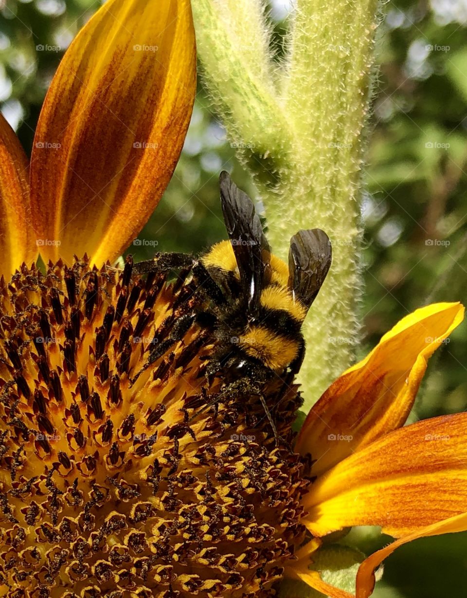 Yellow bumblebee on Sunflower 