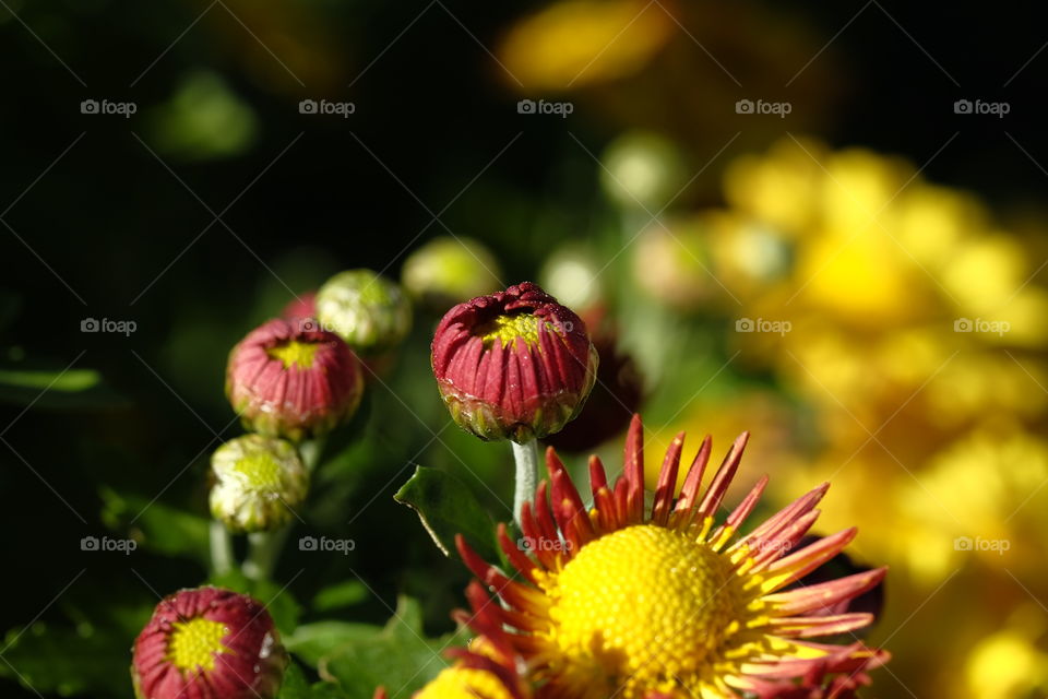 October flowers 