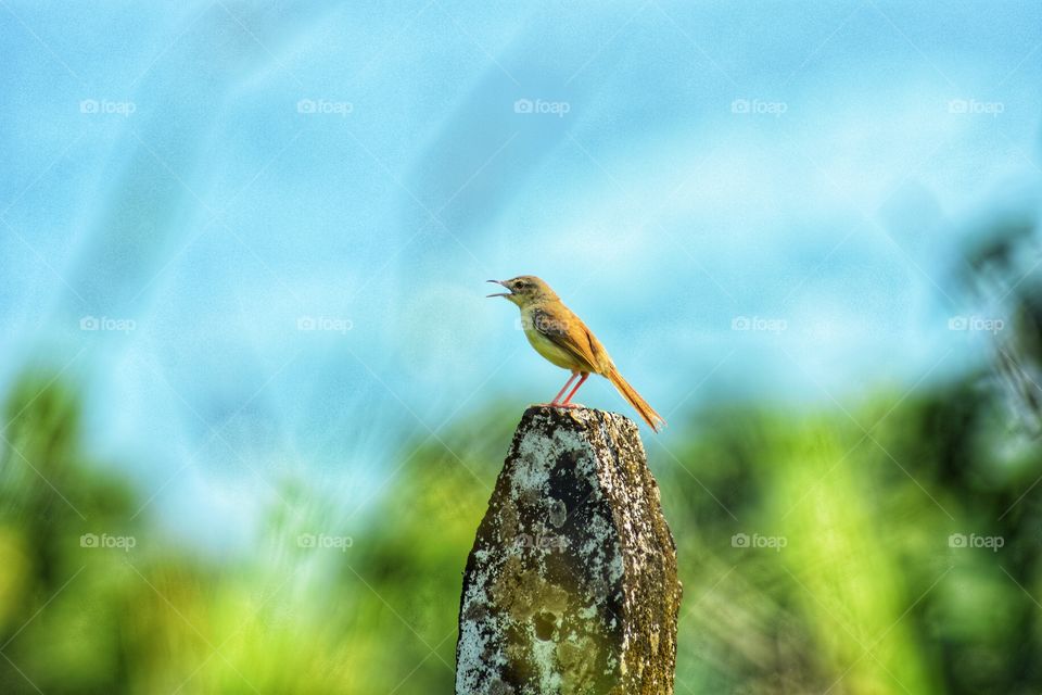 Beautiful bird photography from Tamhini Ghat Maharashtra India
