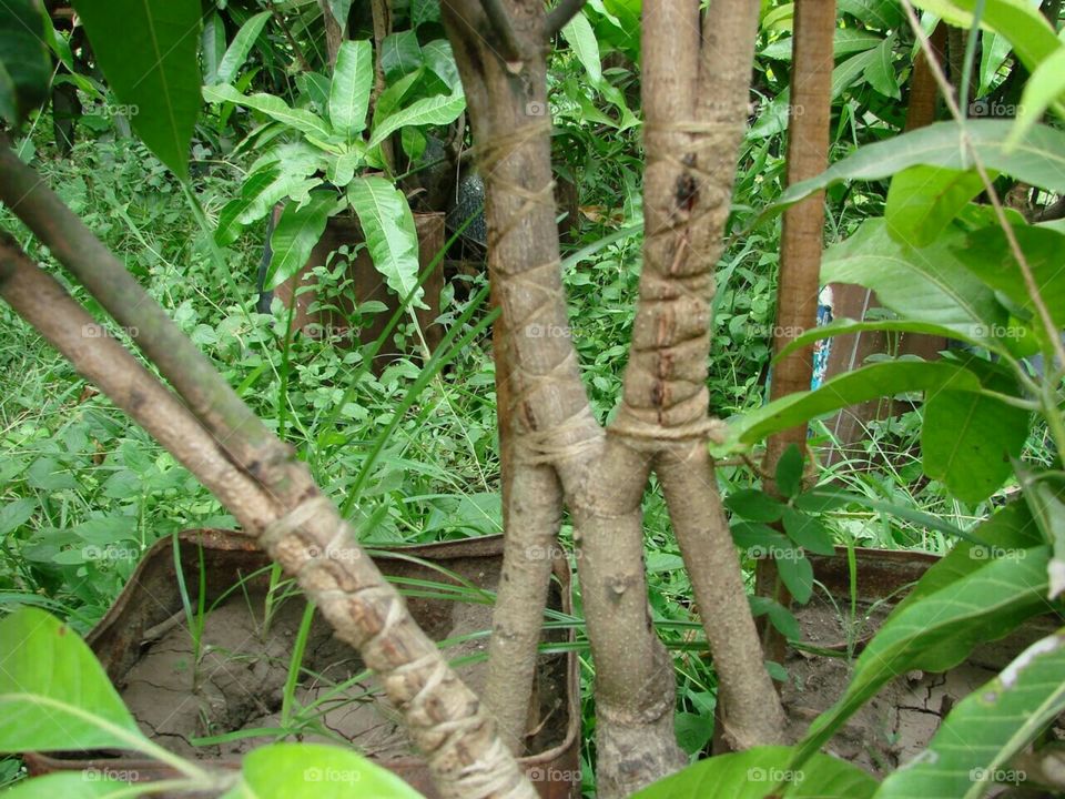 Indigenous technique