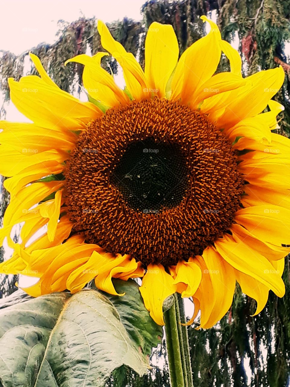 sunflower