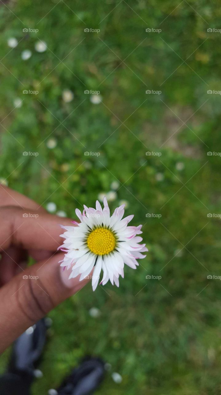 Hand holding a flower