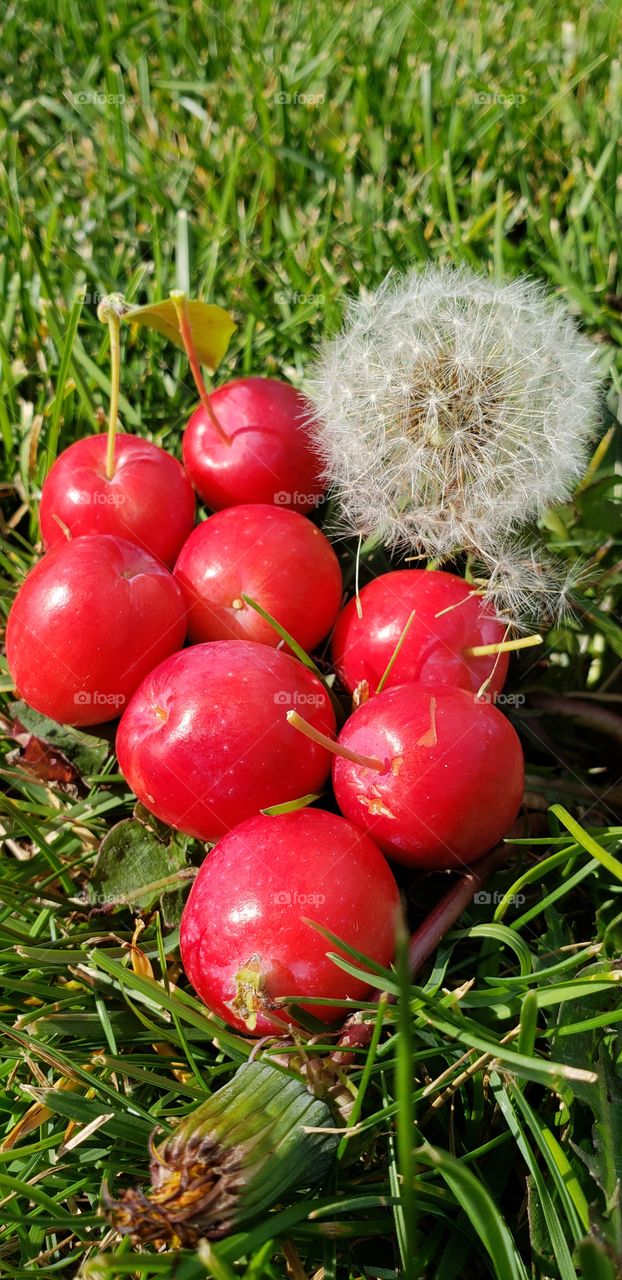 Crab apples on the lawn
