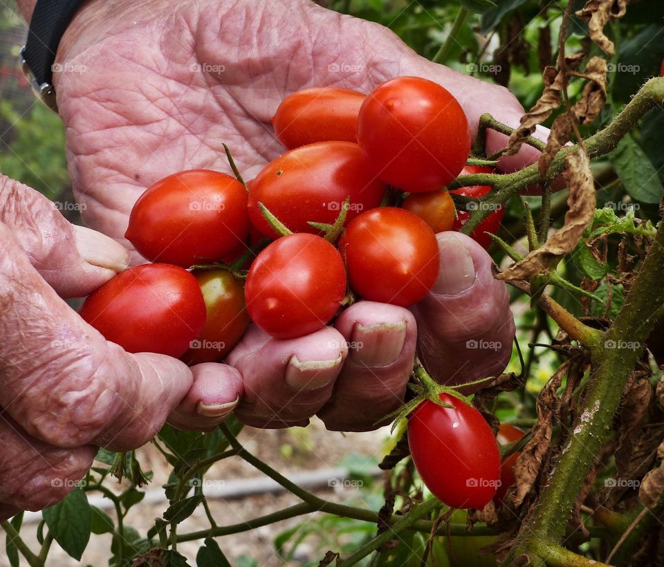Harvesting Juliet tomatoes 