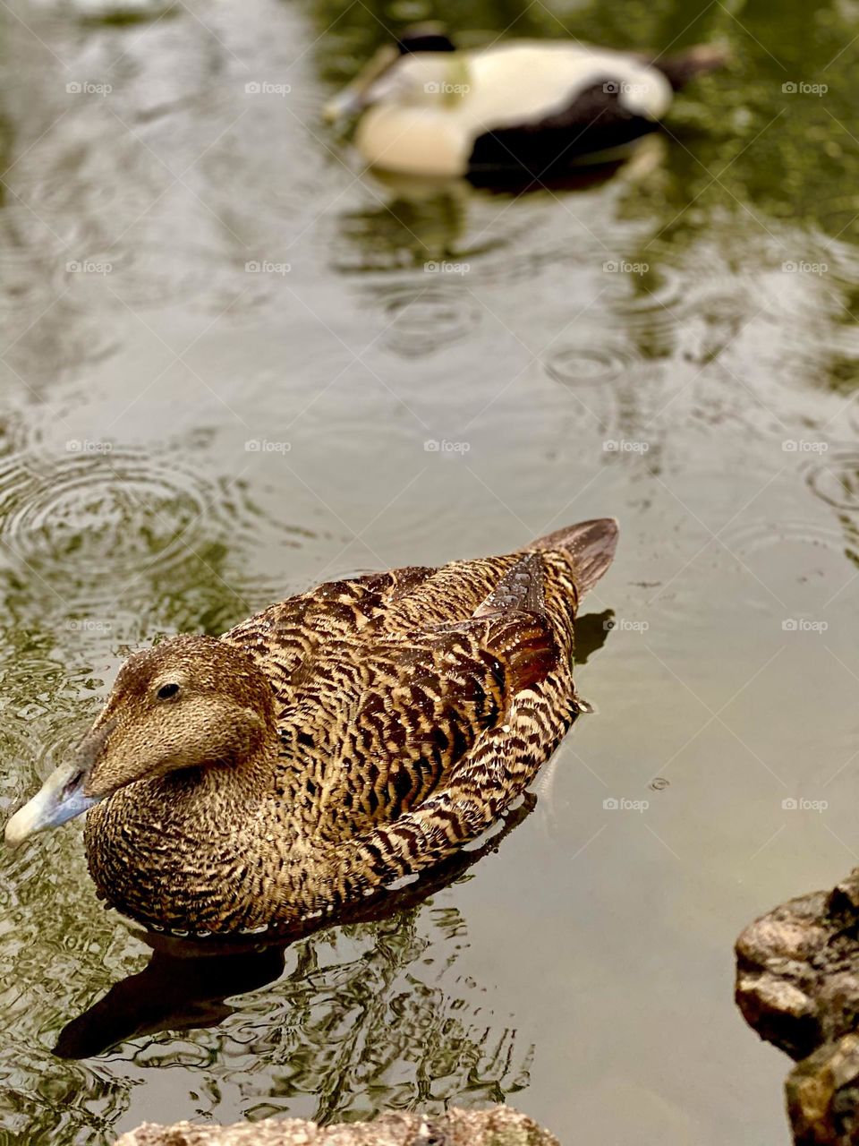 beautiful bird duck in the mirror lake