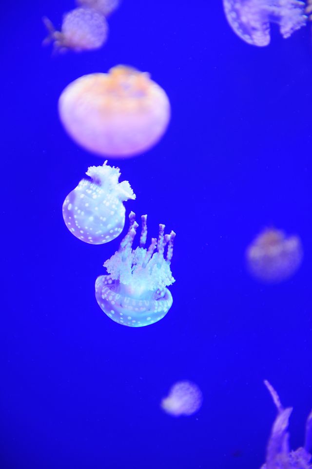 Jellyfish in aquarium