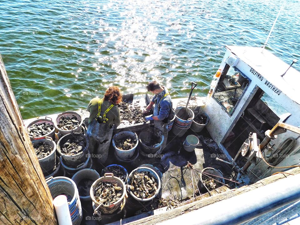 Oyster fishermen, did not know that we had that in Stratford 