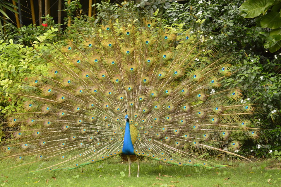 Peacock with full feathers 
India is mean to be colorful country may be thats the reason its our National bird

Dancing peacock in our college