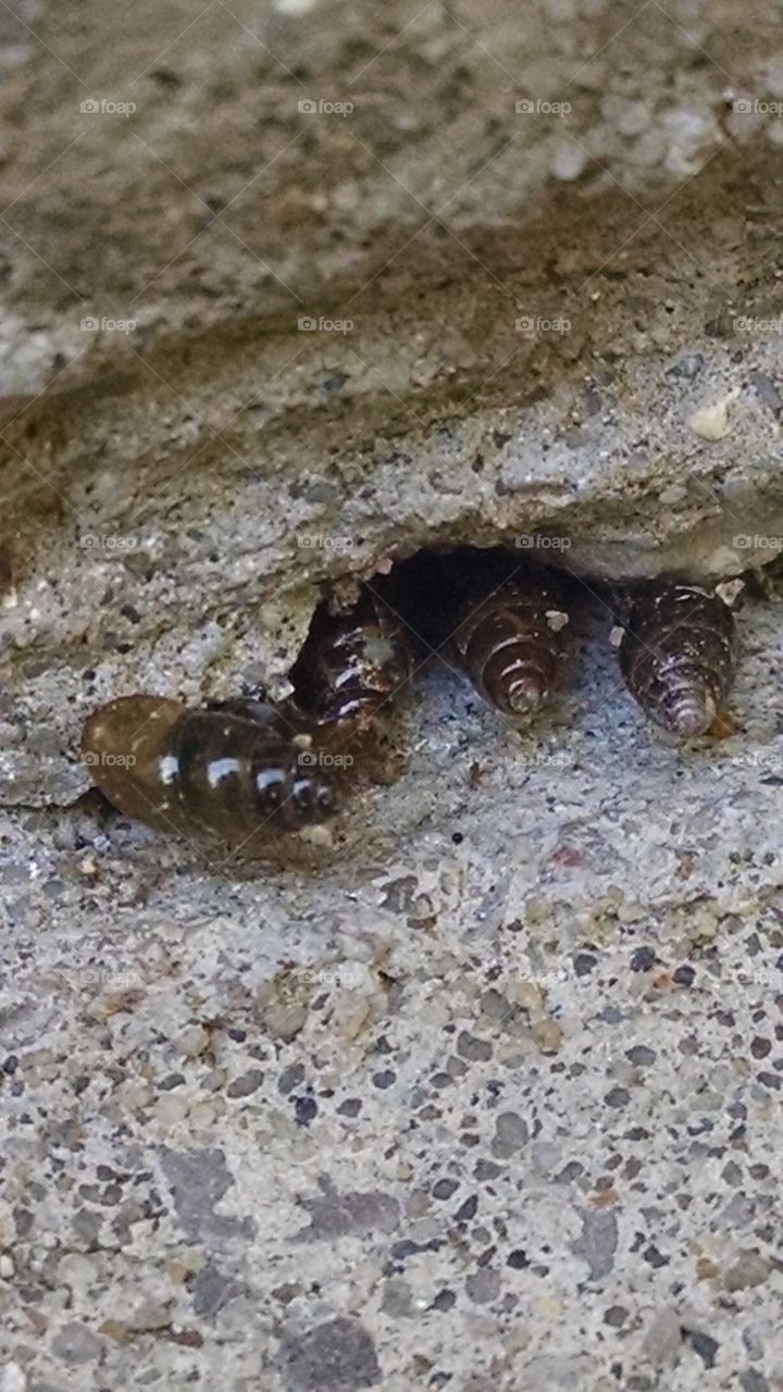 baby snails