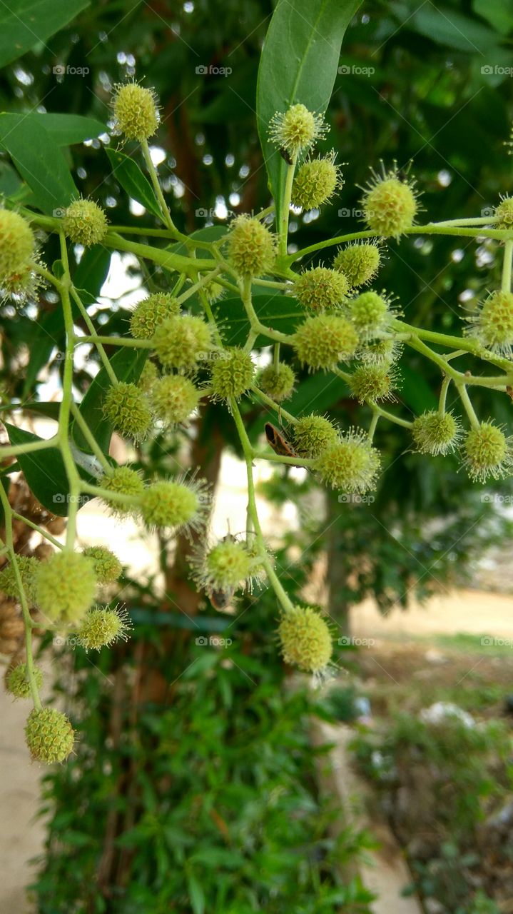 niddle round fruits and small creatures