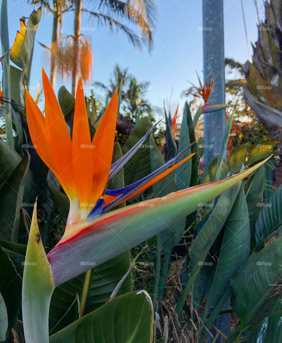 Bright bird of paradise flower 