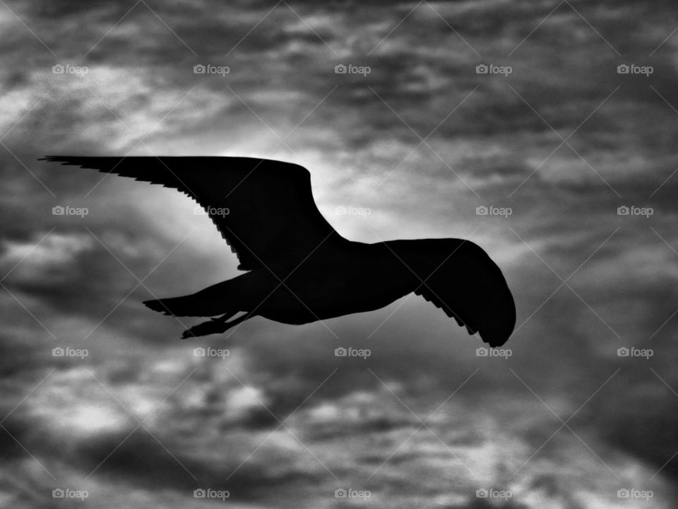 dark seagull