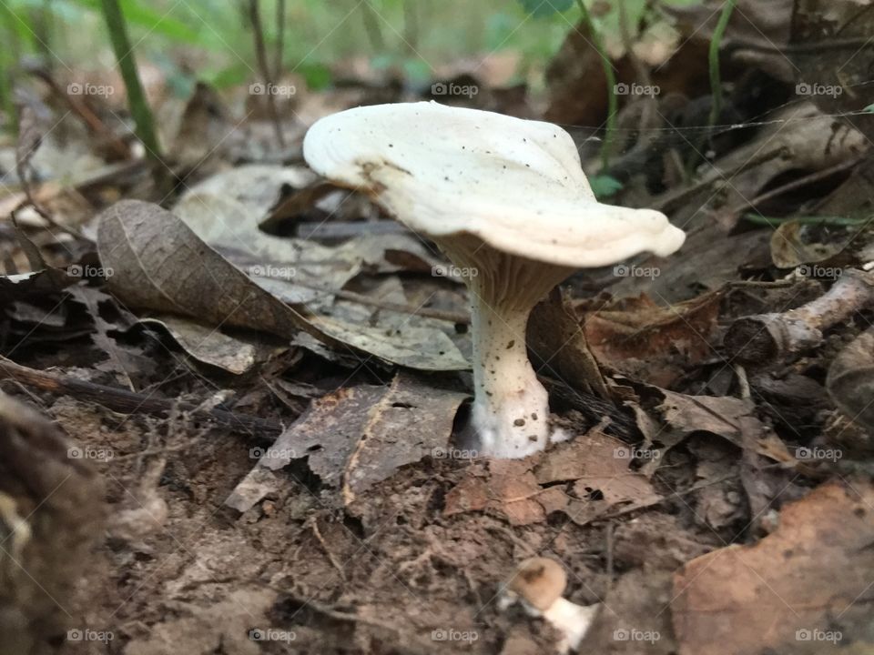 Last mushroom