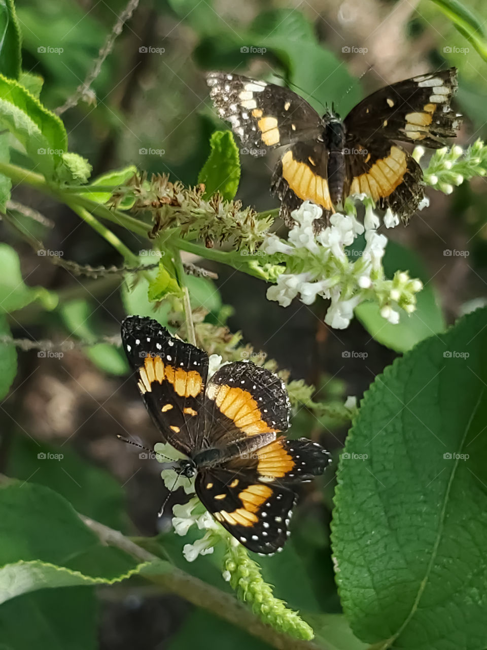 Closeup of two sunflower patch butterflies on sweet almond verbena cluster flowers . Also known as border patch butterflies.