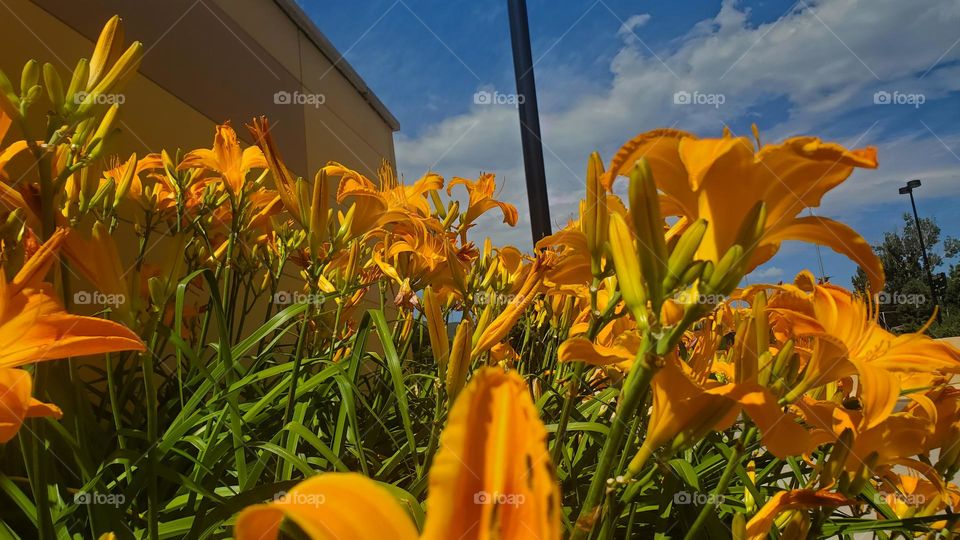 Low angle of bright orange day-lilies