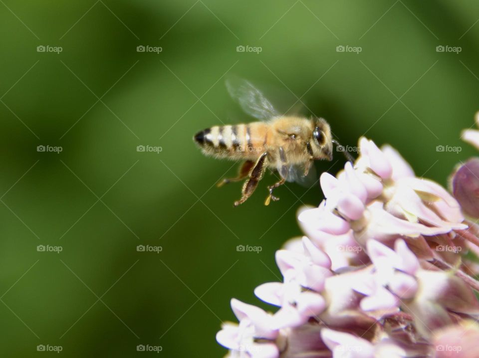 Honeybee hovering near milkweed flowers