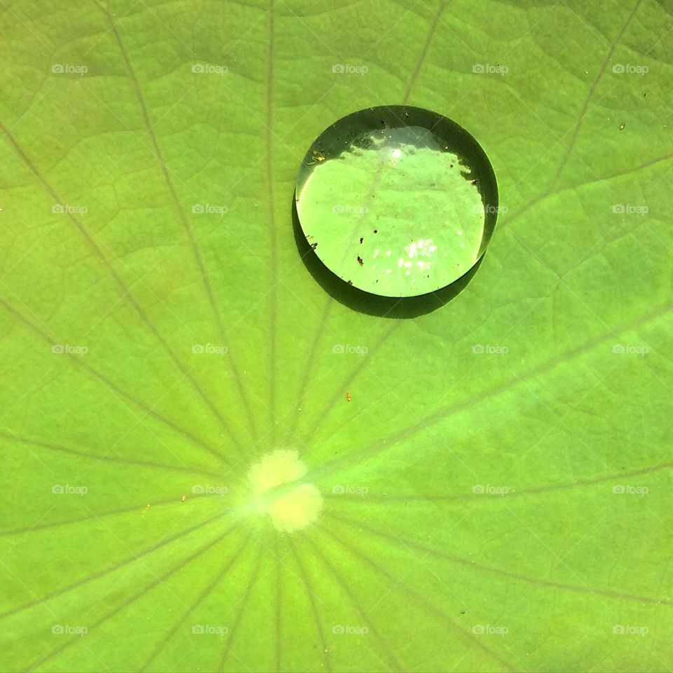 Water drop on lotus leaf..!! Capture on iphone 5s