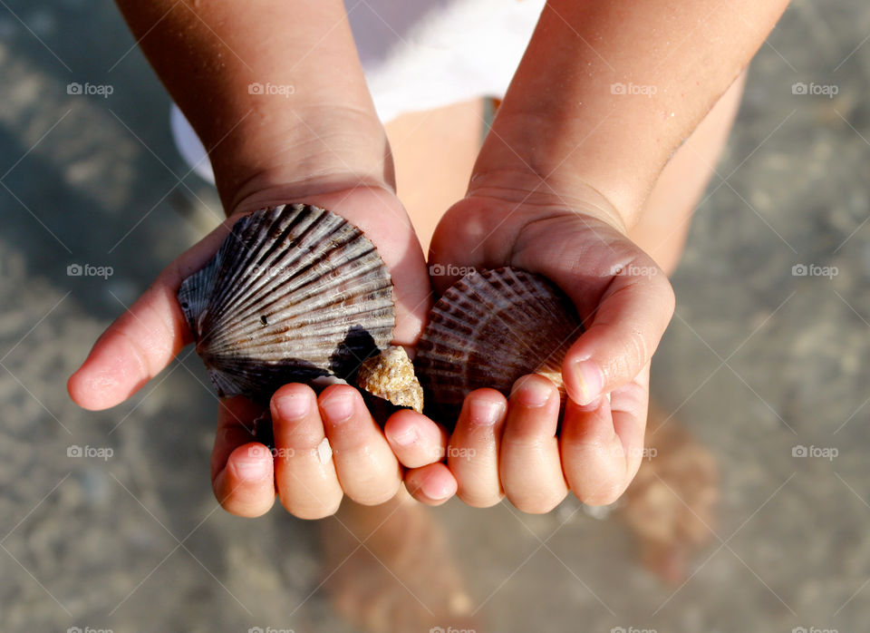 Close-up of a person's hand holding seashell