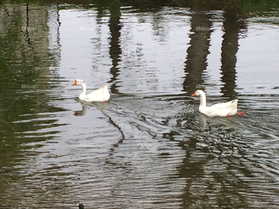 Geese in the river.