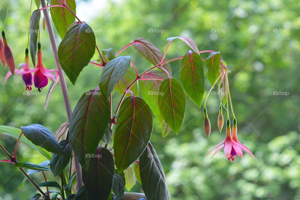 house plants green leaves and pink flowers green background