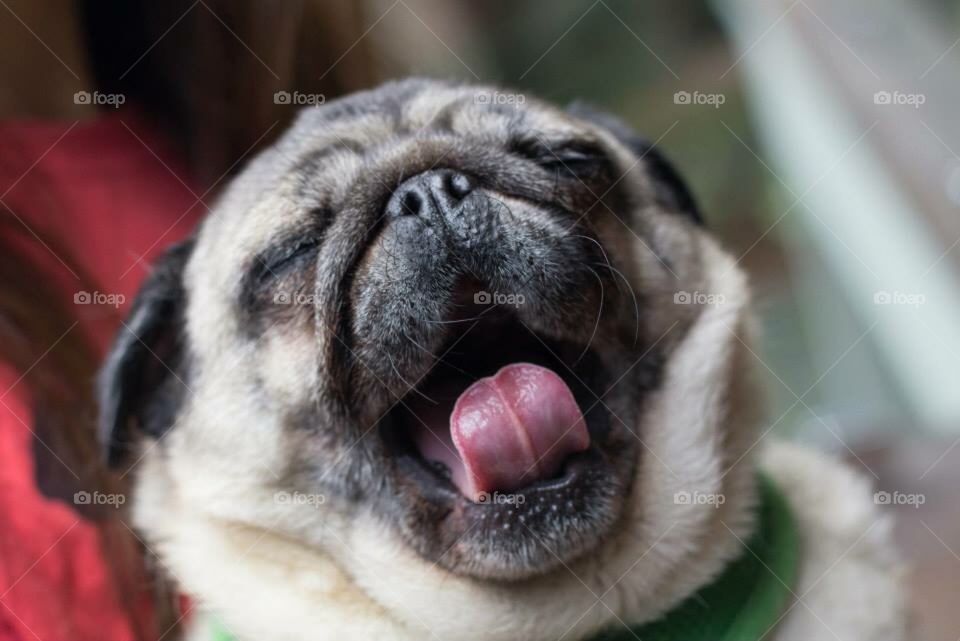 Pug yawning 