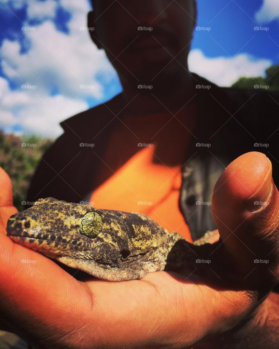 Halmahera gecko eyes are out of this world! 