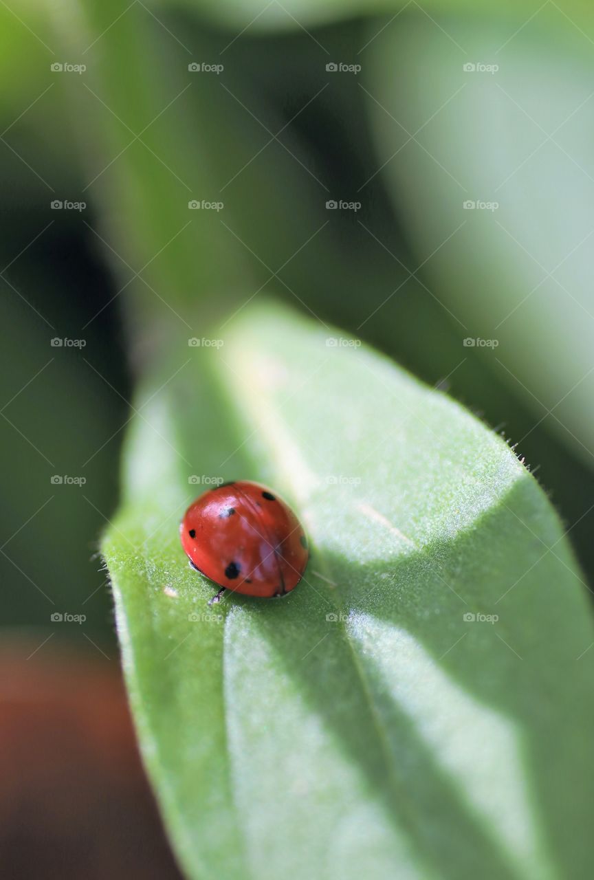 A glittering ladybug