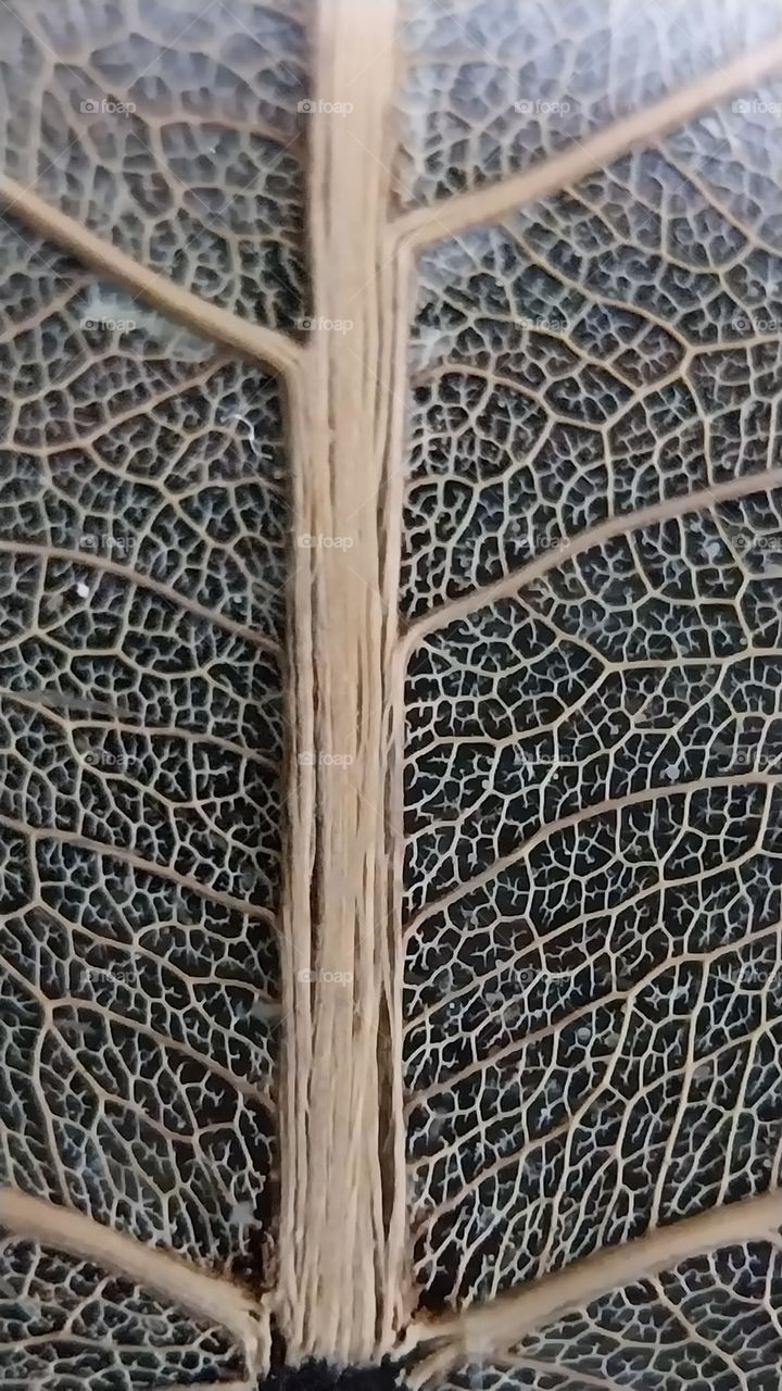 dried bodhi leaf skeleton