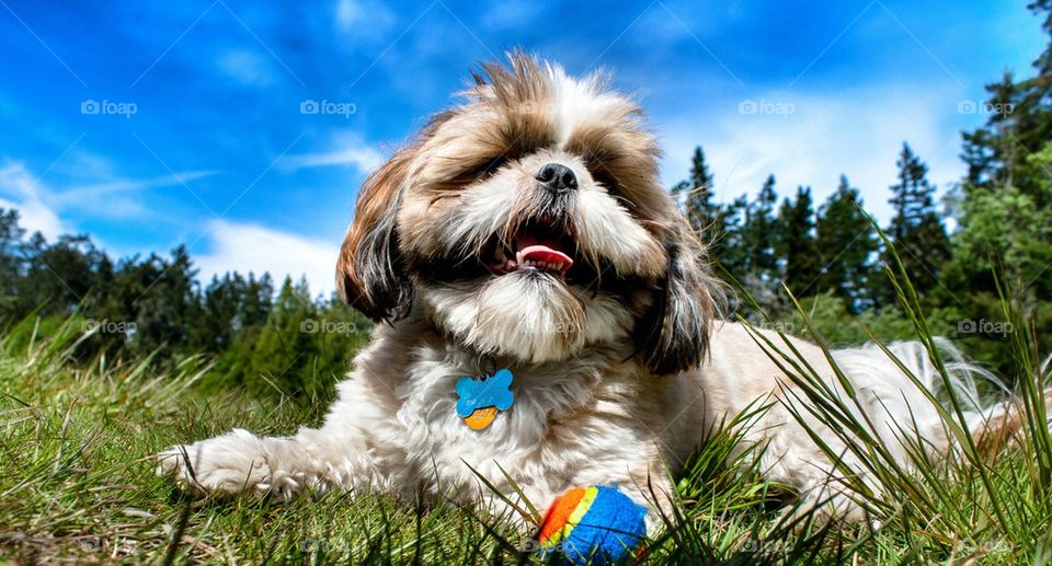 Portrait of dog playing with ball