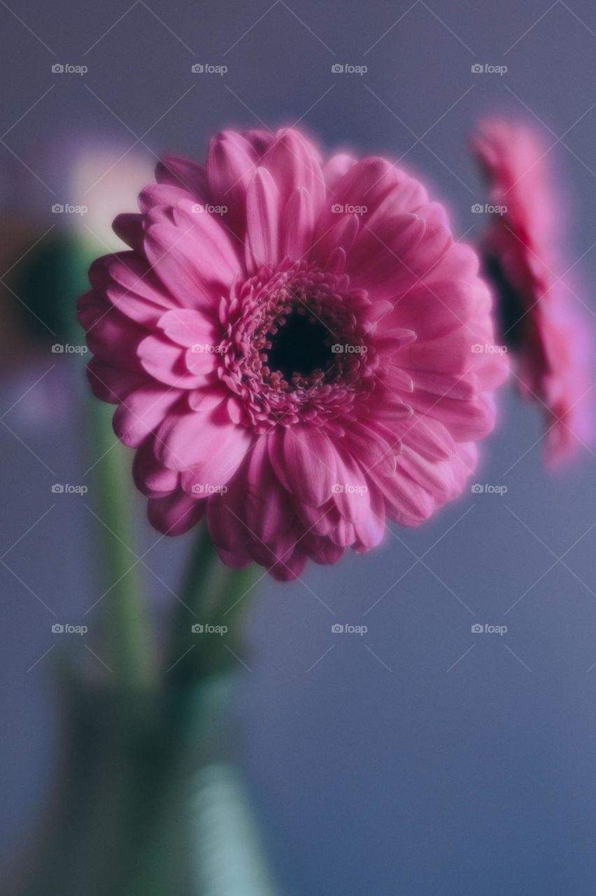 Flowers in a vase. Pink flowers. Happy pink colors. Springtime mood. Made with Lensbaby Soft Focus II