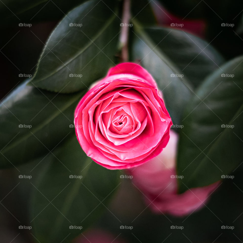 Budding pink rose bud