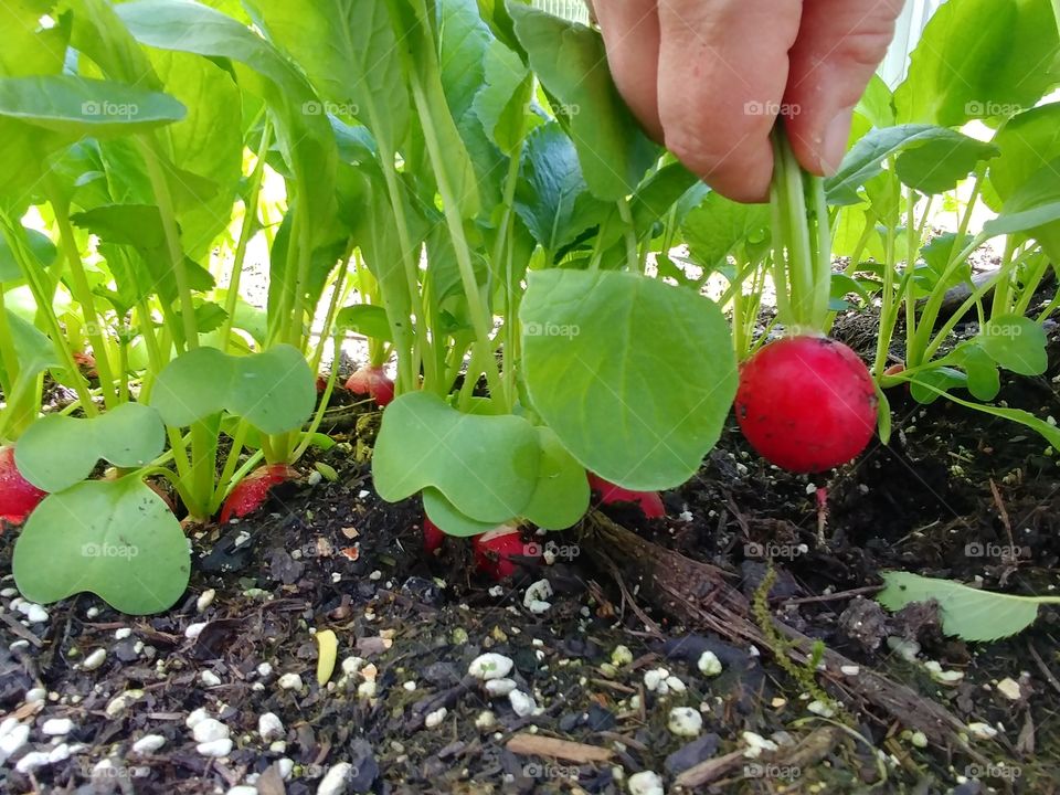 Radieschen Gemüse veggi vegetarisch Vegetarier plant pflanzlich pflanze green grün red rot beet