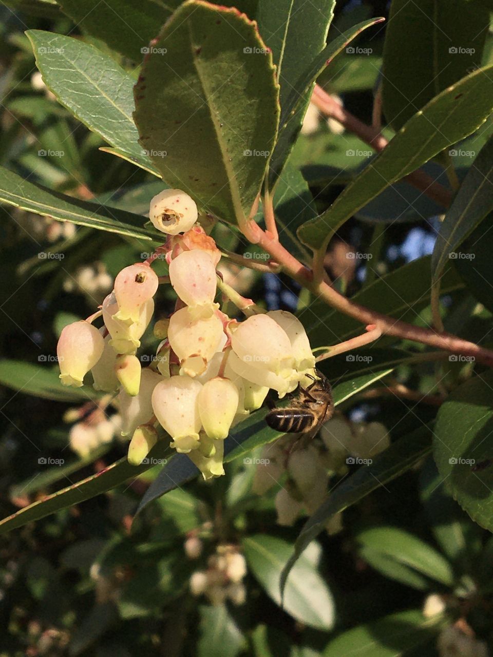 Arbutus flowers
