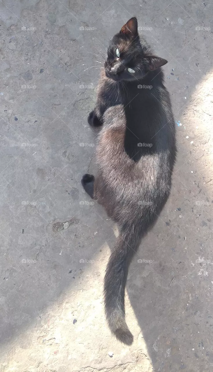cat