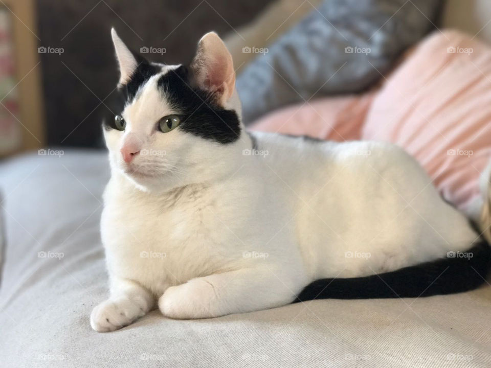 Cat sitting on a bed