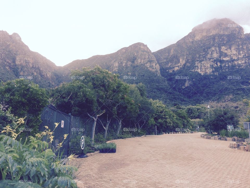 View up to back of Table Mountain from Kirstenbosch Botanical garden in their car park, Cape Town 