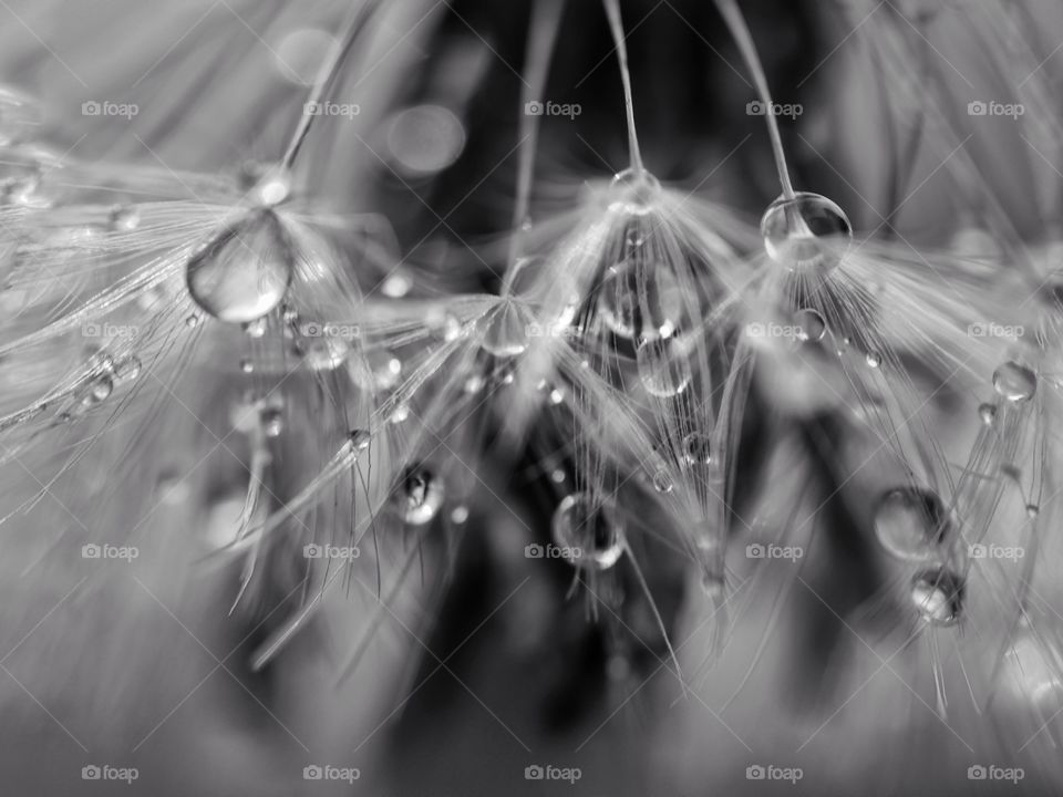 Wet dandelion seeds