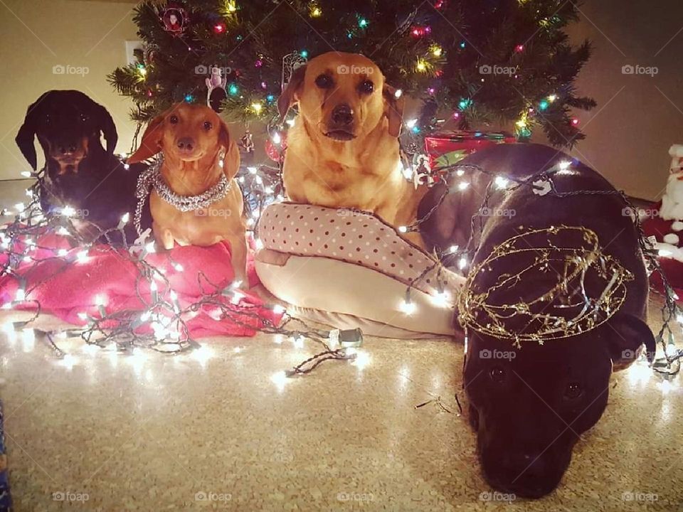 Merry Pawmas