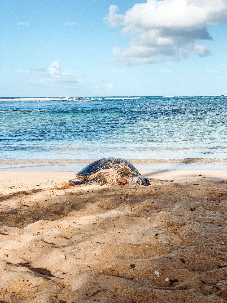 Resting wild endangered Hawaiian Green Sea Turtle on Poipu Beach on the south side of Kauai, Hawaii one of the northernmost Hawaiian Islands.