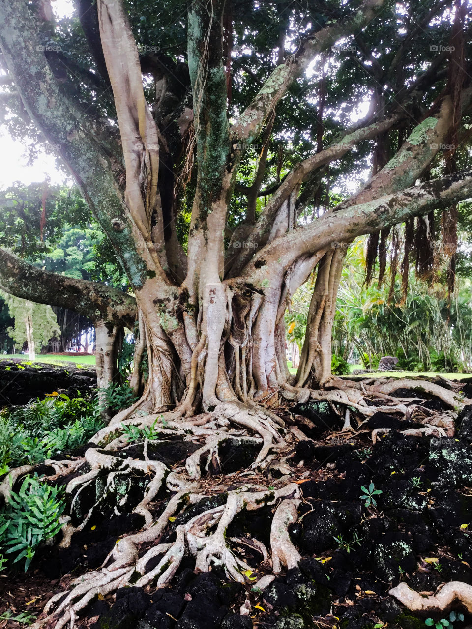 Banyan tree at Liliuokalani Park and Gardens