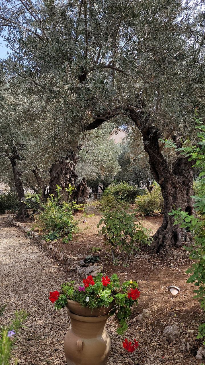 Looking through ancient olive trees in the Garden of Gethsemane in Jerusalem Israel.
