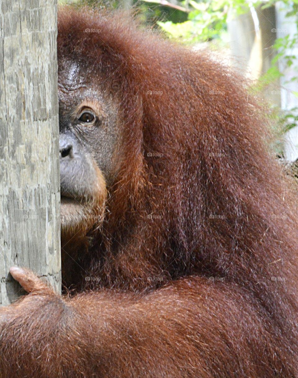 Orangutan