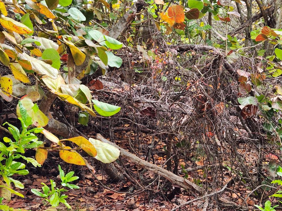 Pathway into the forest