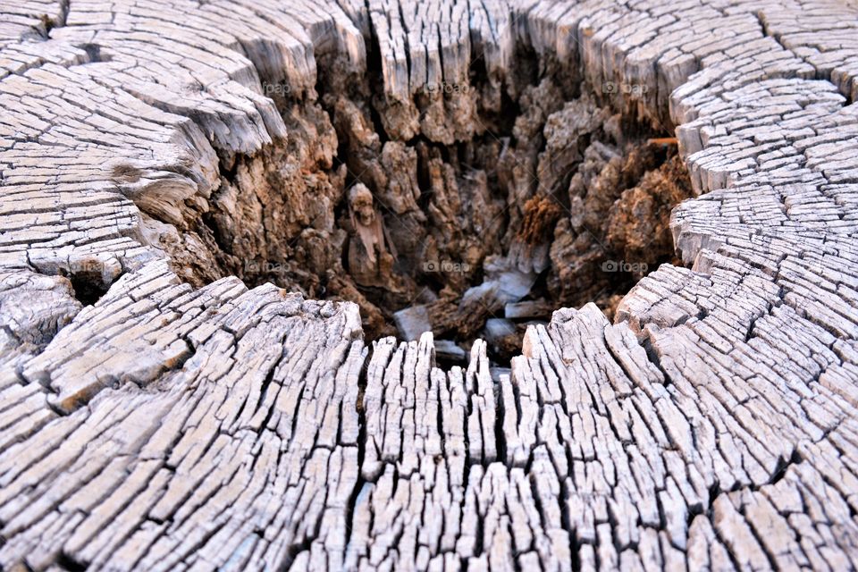 Full frame shot of dry tree stump