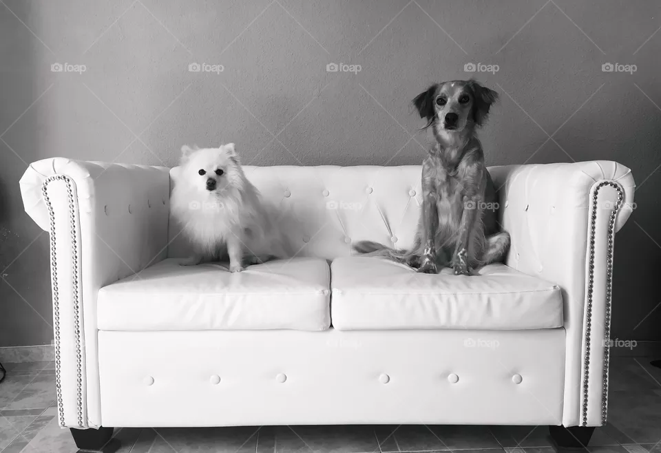 foto de dos perros en un chester estan sentados y la foto es en blanco y negro