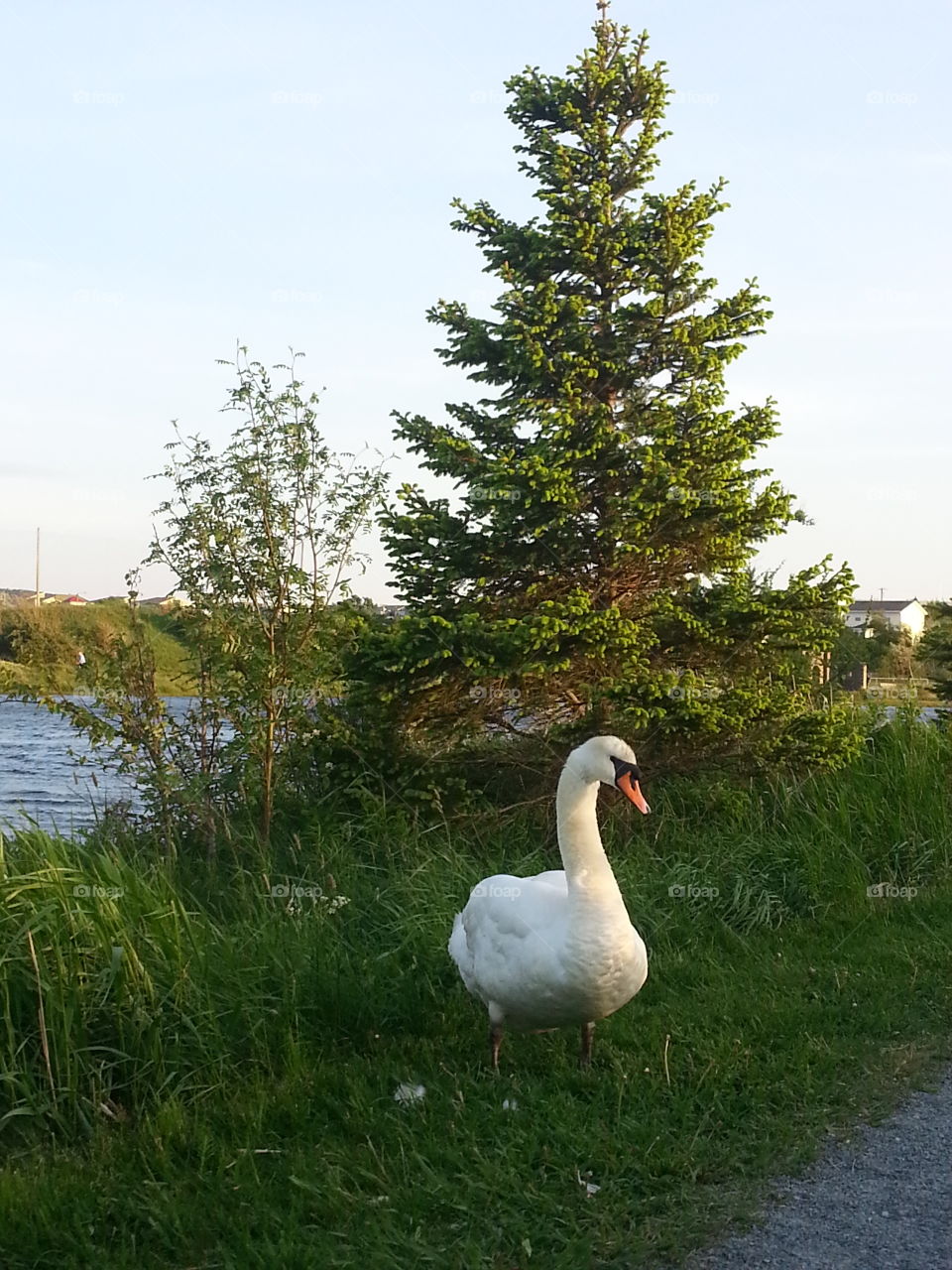 One of Mundy Pond's beautiful swans.