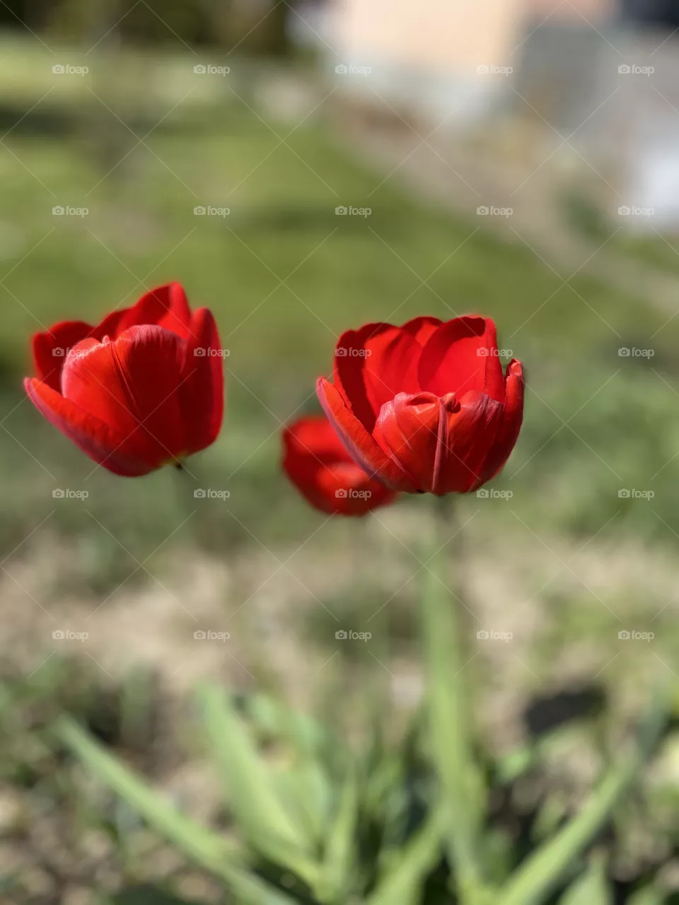 Rote Tulpen
