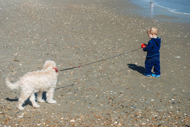 dog vacation