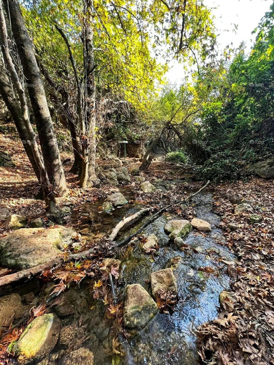 Nature in northern Palestine