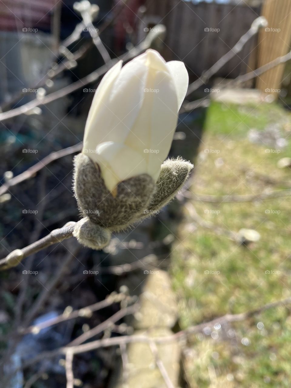 Budding Spring